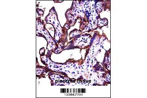 ALPPL2 Antibody immunohistochemistry analysis in formalin fixed and paraffin embedded human placenta tissue followed by peroxidase conjugation of the secondary antibody and DAB staining. (ALPPL2 anticorps  (N-Term))