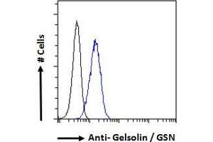ABIN185735 Flow cytometric analysis of paraformaldehyde fixed HeLa cells (blue line), permeabilized with 0. (Gelsolin anticorps  (Internal Region))