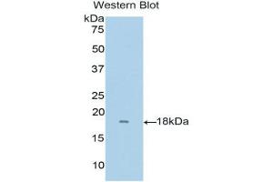 Western Blotting (WB) image for anti-Ribonuclease, RNase A Family, 8 (RNASE8) (AA 19-154) antibody (ABIN3204618) (RNASE8 anticorps  (AA 19-154))