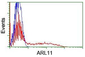 Image no. 2 for anti-ADP-Ribosylation Factor-Like 11 (ARL11) antibody (ABIN1496713) (ARL11 anticorps)