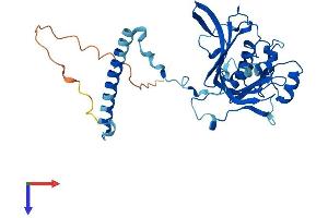 AlphaFold protein structure predicition of Human Recombinant RPF1 Protein, UniprotID Q9H9Y2