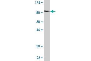 Western Blot detection against Immunogen (94.