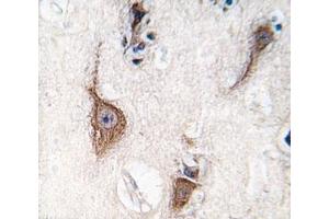 IHC analysis of FFPE human brain tissue stained with PGP9. (UCHL1 anticorps  (AA 16-46))