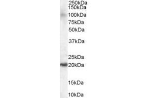 ABIN184829 staining (0. (ARL6IP5 anticorps  (C-Term))