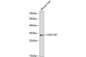 Western blot analysis of extracts of Mouse liver using HSD11B1 Polyclonal Antibody at dilution of 1:1000. (HSD11B1 anticorps)