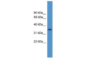 C4orf19 antibody used at 0. (C4orf19 anticorps  (N-Term))