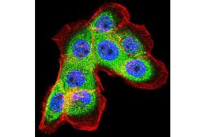 Immunofluorescence analysis of A431 cells using FTL mouse mAb (green).