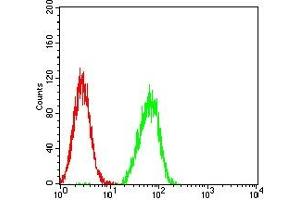 Flow cytometric analysis of SK-OV-3 cells using HAS1 mouse mAb (green) and negative control (red).