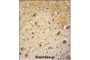anti-DDB1 and CUL4 Associated Factor 13 (DCAF13) (AA 369-398), (C-Term) antibody