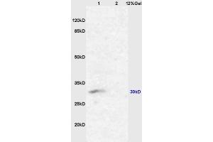L1 mouse kidney lysates L2 mouse lung lysates probed with Anti AQP2 Polyclonal Antibody, Unconjugated (ABIN1385618) at 1:200 overnight at 4 °C. (AQP2 anticorps  (AA 101-200))