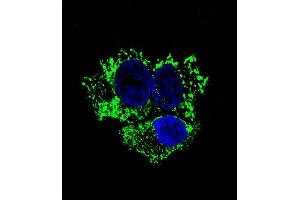 Confocal immunofluorescent analysis of ALDH2 Antibody (ABIN658993 and ABIN2838036) with HepG2 cell followed by Alexa Fluor® 488-conjugated goat anti-mouse lgG (green). (ALDH2 anticorps)