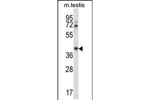 Western blot analysis in mouse testis tissue lysates (35ug/lane). (CSNK1G1 anticorps  (C-Term))