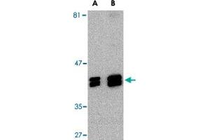 Western blot analysis of SH3GLB1 in HeLa cell lysate with SH3GLB1 polyclonal antibody  at (A) 1 and (B) 2 ug/mL .