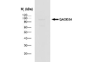 Western Blotting (WB) image for Donkey anti-Goat IgG antibody (HRP) (ABIN2474358) (Âne anti-Chévre IgG Anticorps (HRP))