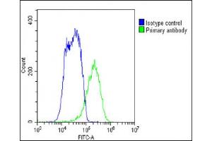 Overlay histogram showing HepG2 cells stained with B(green line). (SLC29A1 anticorps  (C-Term))