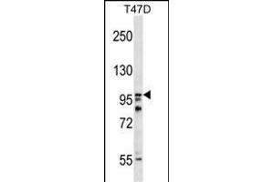 HPS3 Antibody (N-term) (ABIN1539245 and ABIN2848553) western blot analysis in T47D cell line lysates (35 μg/lane).