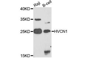 Western blot analysis of extracts of various cell lines, using HVCN1 antibody (ABIN5995814) at 1/1000 dilution. (HVCN1 anticorps)