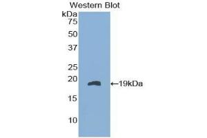 Detection of Recombinant FABP9, Mouse using Polyclonal Antibody to Fatty Acid Binding Protein 9, Testis (FABP9) (FABP9 anticorps  (AA 1-132))