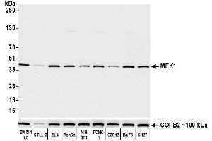 Western Blotting (WB) image for anti-Mitogen-Activated Protein Kinase Kinase 1 (MAP2K1) (AA 1-50) antibody (ABIN7453324)