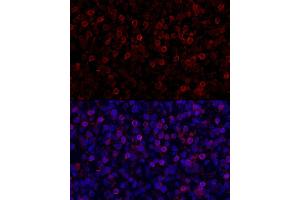 Immunofluorescence analysis of human tonsil cells using PD-1/CD279 Rabbit pAb (ABIN7269537) at dilution of 1:150 (40x lens).