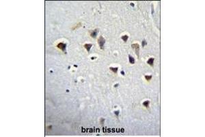 GRIN2A Antibody (Center) (ABIN655278 and ABIN2844870) immunohistochemistry analysis in formalin fixed and paraffin embedded human brain tissue followed by peroxidase conjugation of the secondary antibody and DAB staining.