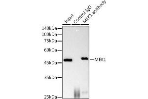Immunoprecipitation analysis of 600 μg extracts of Mouse brain using 3 μg MEK1 antibody (ABIN7268633). (MEK1 anticorps)