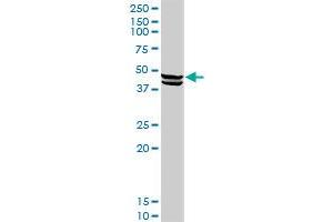 CPA1 MaxPab rabbit polyclonal antibody.