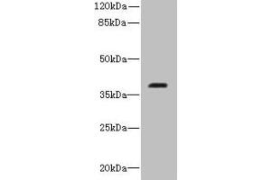 Western blot All lanes: RIBC2 antibody at 0. (RIBC2 anticorps  (AA 1-309))