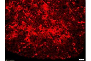 Formalin-fixed and paraffin-embedded liver of mouse embryo labeled with Anti-phospho-MAP4K1(Ser171)Polyclonal Antibody, Unconjugatedused at 1:200 dilution for 40 minutes at 37°C.