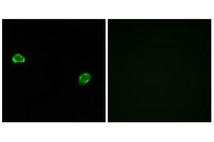 Immunofluorescence analysis of MCF-7 cells, using OR5M3 antibody. (OR5M3 anticorps  (Internal Region))