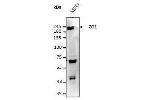 Anti-ZO1 Ab at 1/2,500 dilution, 50 µg of total protein per rabbit polyclonal to goat IgG (HRP) at 1/10,000 dilution, (TJP1 anticorps  (C-Term))