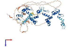 AlphaFold protein structure predicition of Human Recombinant ZNF343 Protein, UniprotID Q6P1L6