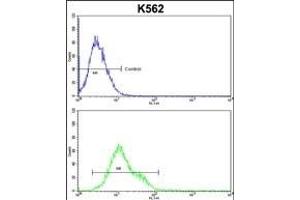 CFLAR Antibody (Center) (ABIN653068 and ABIN2842669) flow cytometric analysis of k562 cells (bottom histogram) compared to a negative control cell (top histogram). (FLIP anticorps  (AA 145-174))