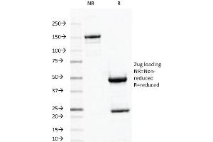 SDS-PAGE Analysis Purified ODC1 MAb (ODC1/487). (ODC1 anticorps)