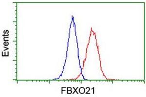 Image no. 6 for anti-F-Box Protein 21 (FBXO21) antibody (ABIN1498233) (FBXO21 anticorps)