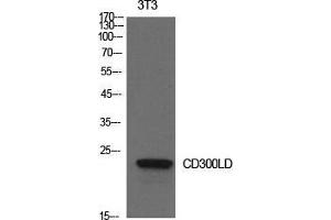 Western Blot (WB) analysis of NIH-3T3 cells using CD300d Polyclonal Antibody. (CD300d anticorps  (Internal Region))