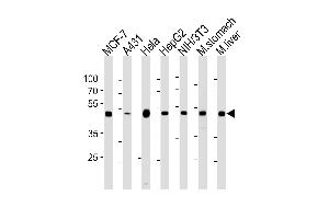 ENO1 Antibody (ABIN1882238 and ABIN2843352) western blot analysis in MCF-7,A431,Hela,HepG2,mouse NIH/3T3 cell line and mouse stomach,liver tissue lysates (35 μg/lane). (ENO1 anticorps)