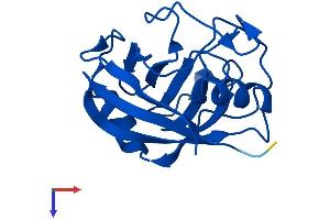 AlphaFold protein structure predicition of Human Recombinant PPIAL4C Protein, UniprotID A0A0B4J2A2