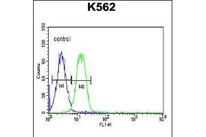 Flow cytometric analysis of K562 cells (right histogram) compared to a negative control cell (left histogram). (Advillin anticorps  (N-Term))