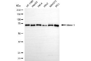 anti-Multiple Endocrine Neoplasia 1 (MEN1) antibody