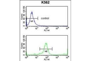 KIR3DL3 Antibody (Center) (ABIN653117 and ABIN2842700) flow cytometry analysis of K562 cells (bottom histogram) compared to a negative control cell (top histogram).
