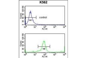 KIR3DL3 Antibody (Center) (ABIN653117 and ABIN2842700) flow cytometry analysis of K562 cells (bottom histogram) compared to a negative control cell (top histogram). (KIR3DL3 anticorps  (AA 132-158))
