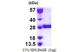Image no. 1 for Glutathione S-Transferase mu 3 (Brain) (GSTM3) protein (His tag) (ABIN1098233)