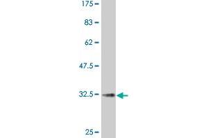 Western Blot detection against Immunogen (30.