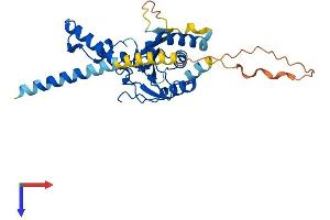 AlphaFold protein structure predicition of Mouse Recombinant Nus1 Protein, UniprotID Q99LJ8