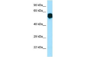 WB Suggested Anti-CR1L Antibody Titration: 1. (CR1L anticorps  (Middle Region))