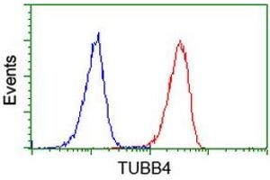 Image no. 8 for anti-Tubulin beta 4a (TUBB4A) antibody (ABIN1501579)
