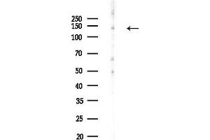anti-Neurocan (NCAN) (Internal Region) antibody