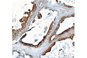 IHC analysis of SEC22B using anti-SEC22B antibody (ABIN7602121).
