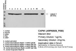 Primary dilution: 1ug/mL  Secondary dilution: 1:2000 (CAPNL1 anticorps  (Middle Region))